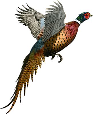 Tastes Of History: Pheasant