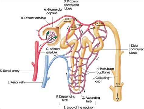 [DIAGRAM] Dna Diagram Labeled - MYDIAGRAM.ONLINE