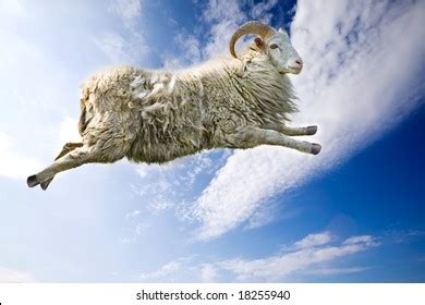 Flying Sheep Stock Photos - 3,146 Images | Shutterstock