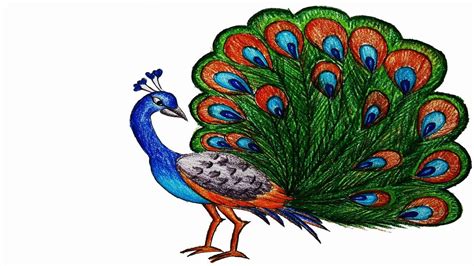 Peacock Drawing With Colour | Free download on ClipArtMag