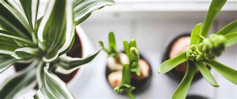 8 Air Purifying Plants - Improve Indoor Air Quality | Sprouting Fam