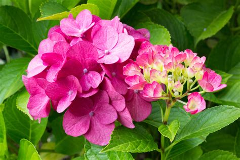 Download Plant Nature Pink Flower Hydrangea HD Wallpaper by Arnold Unterholzner