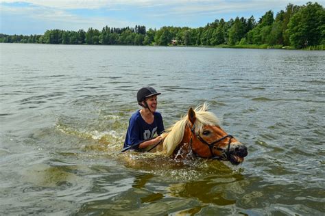 Seas the Day: Do Horses Know How to Swim? - Horse Rookie