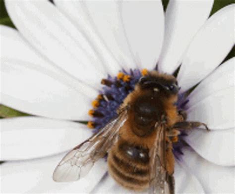 Bees Pollinator GIF - Bees Pollinator Insect - Discover & Share GIFs