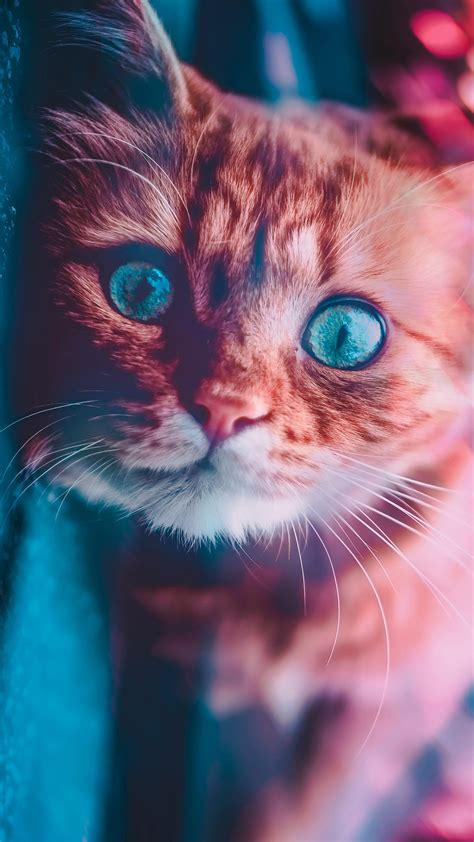 1440x2560 Cat Glowing Eyes Samsung Galaxy S6,S7 ,Google Pixel XL ,Nexus ...