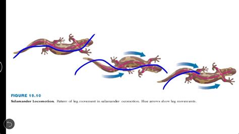 External Structure and locomotion in amphibians |Chapter 19 |Part 2 - YouTube