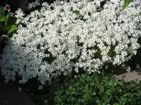 White Saxifrage makes such a nice ground cover. | Ground cover, Plants, Garden