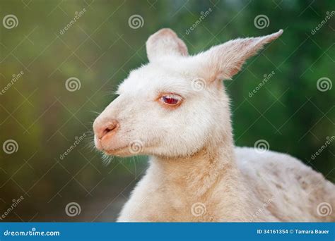 Albino kangaroo stock photo. Image of white, australian - 34161354