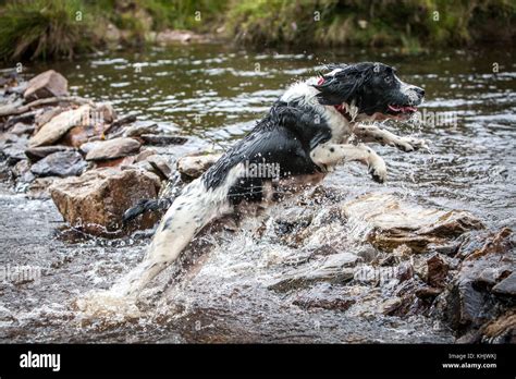 English springer spaniel hunting hi-res stock photography and images - Alamy