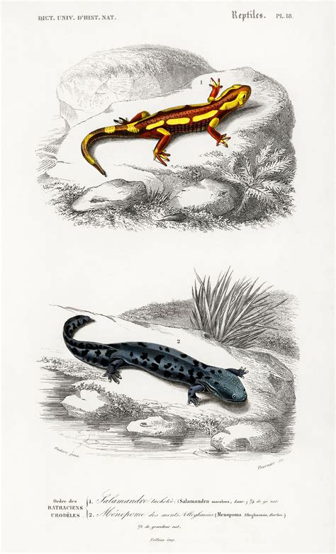 Salamander Images | Free Vectors, PNGs, Mockups & Backgrounds - rawpixel