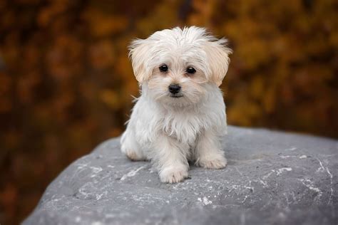 Teacup Maltese - Complete Breed Guide - Animal Corner