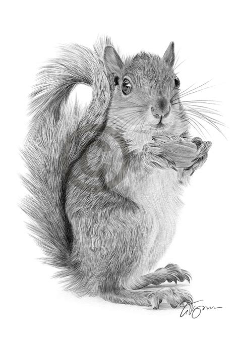 Squirrel Pencil Drawing: A Step-by-Step Guide for Beginners