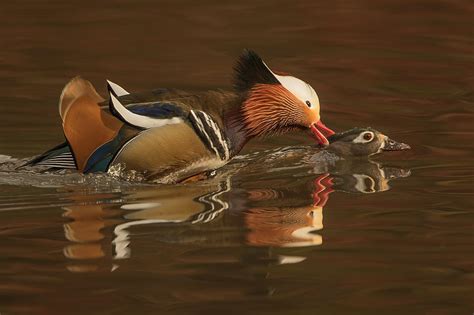 Handsome Mandarin And Wood Ducks' Mating - No. 3. 3 Photograph by ...