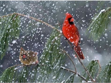 Cardinal in Snow Wallpapers - Top Free Cardinal in Snow Backgrounds - WallpaperAccess