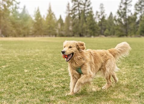 Golden Retriever Dog Breed Health and Care | PetMD