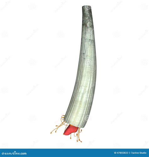 Dentalium stock photo. Image of dentaliidae, dentalium - 47855822