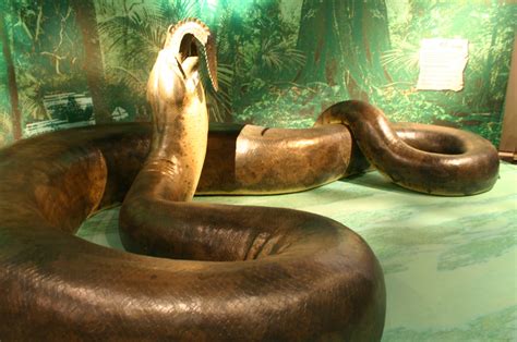 Titanoboa | Taken at the Smithsonian Natural History Museum.… | Flickr