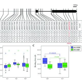 | Haplotype analysis of OsDof12. (A) Major haplotypes (each haplotype... | Download Scientific ...