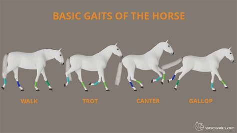 Horse Gaits Types