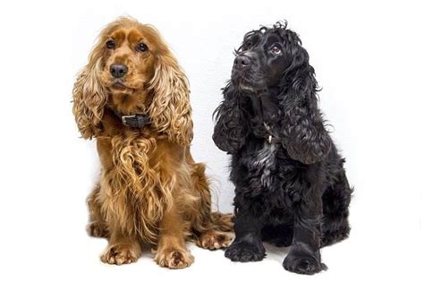 Cocker Spaniel Training Tips: How To Bring Out the Best in Your Dog!