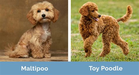 Are Toy Teacup And Mini Poodles The Same