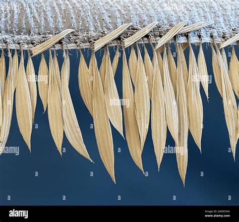 Mosquito wing. Coloured scanning electron micrograph (SEM) of a wing ...