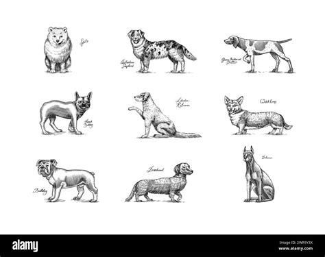 Pomeranian dogs Cut Out Stock Images & Pictures - Alamy