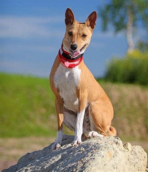 Living With the Basenji Temperament - 7 Steps For Success