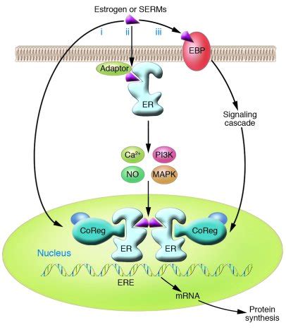 JCI - Estrogen receptors and human disease