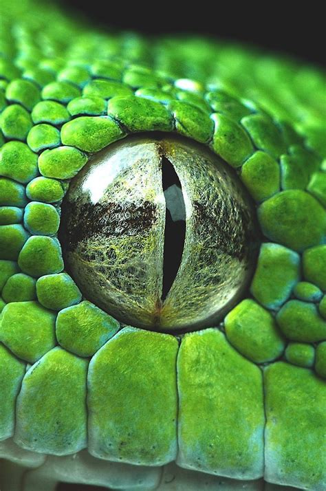 Reptile eye, Reptiles, Eye close up