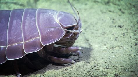 Giant Isopod | Giant isopod, Silly animals, Ocean animals