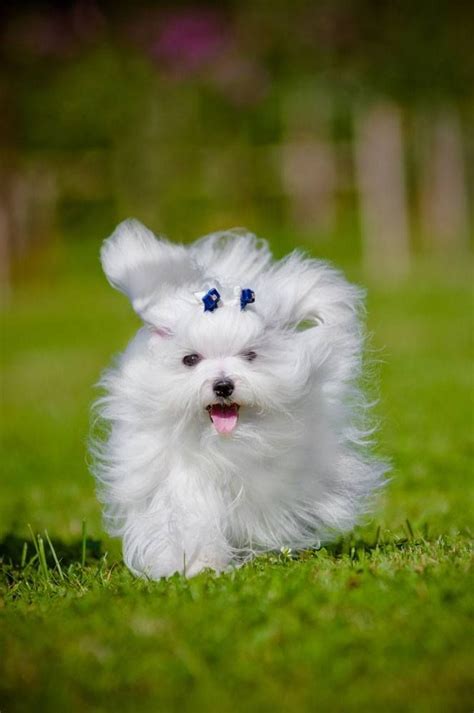 Maltese Names: For Your Cute Male Or Female Dog | Maltese dogs, Cute dogs, Maltese puppy