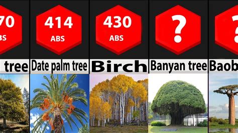 Comparison: Beautiful Trees - YouTube