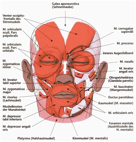 Levator Anguli Oris - Location, Function, Disorders and Pictures ...