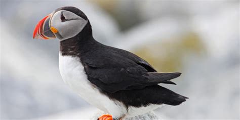 Quiz: Can You Name These Arctic Birds?