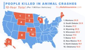 10 Worst States for Animal Collisions [2020 Study]