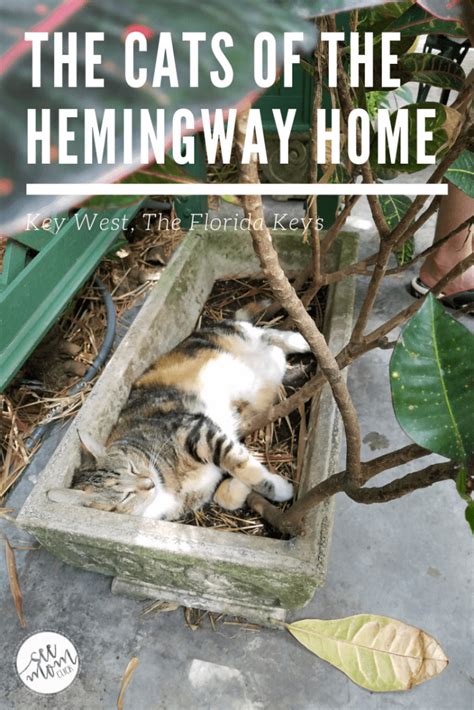 The Cats of the Ernest Hemingway Home and Museum in Key West, Florida ...