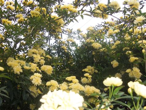 yellow rose bush | Rose bush, Yellow roses, Garden