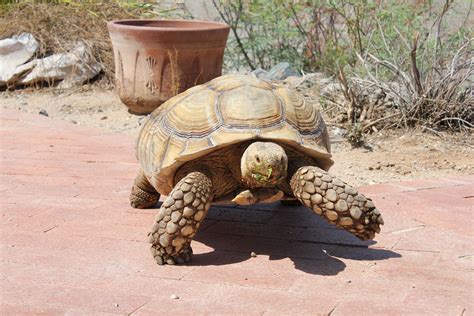 Sulcata Tortoise Care Philippines : Sulcata Tortoise Facts and Pictures / Sulcata tortoises are ...