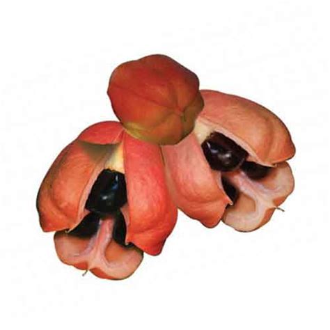 Ackee fruit | Nutrition facts-Ackee fruit | Health benefits