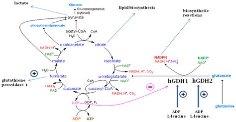 Biology | Free Full-Text | The Glutamate Dehydrogenase Pathway and Its Roles in Cell and Tissue ...