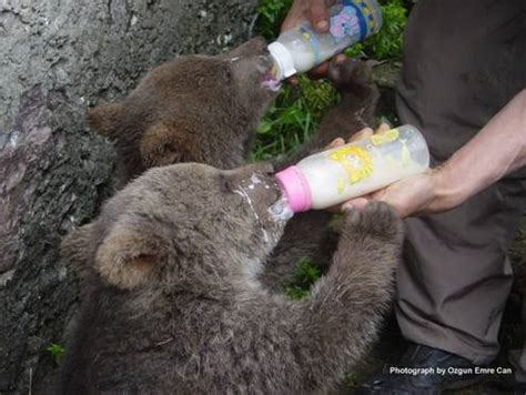 Two orphan brown bears in Turkey