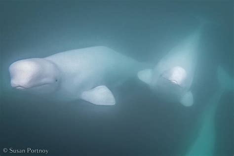 Don't Miss Churchill's Astonishing Beluga Whale Migration