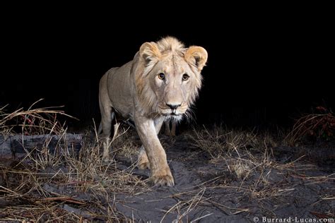 Capturing Elusive Animals With Camera Trap Wildlife Photography | Fstoppers