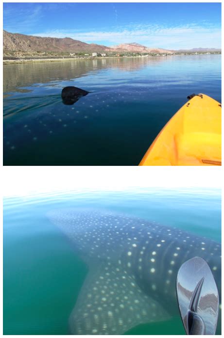 graham_mackintosh_baja_kayaking whale sharks la bay - Discover Baja ...