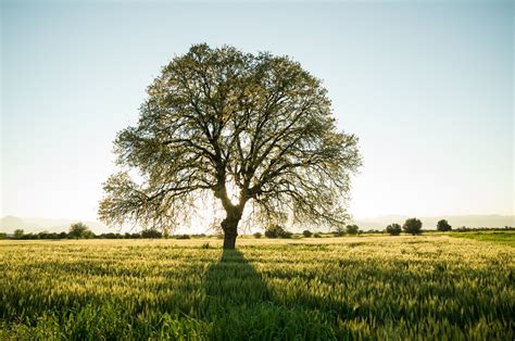 Discover Turkey’s oldest and most impressive heritage trees | Daily Sabah