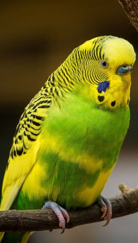 About Wild Animals: Picture of a colorful budgerigar | Budgerigar ...