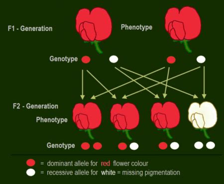 Heredity Diagram