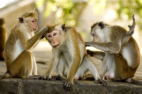 Enter the Primate World: Habitat of Monkeys and Where They Live ...