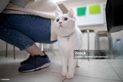 White Cat With Different Eye Colors Stock Photo - Download Image Now - Animal, Beauty, Bedding ...